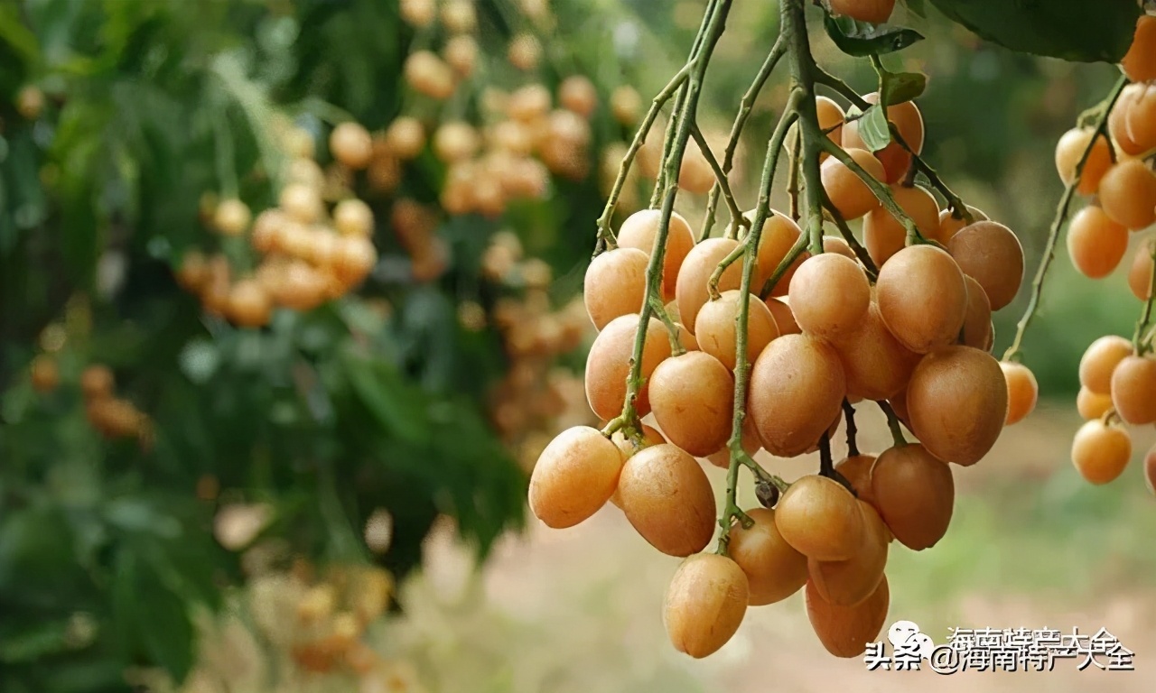 海南(nan)熱帶水果全介紹（第2篇）