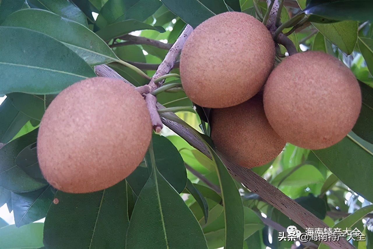 海南(nan)熱帶水果全介紹（第3篇）