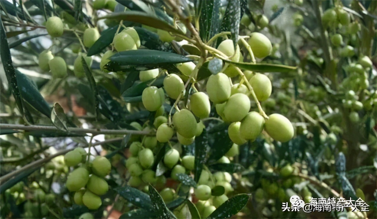 海南(nan)熱帶水果全介紹（第3篇）